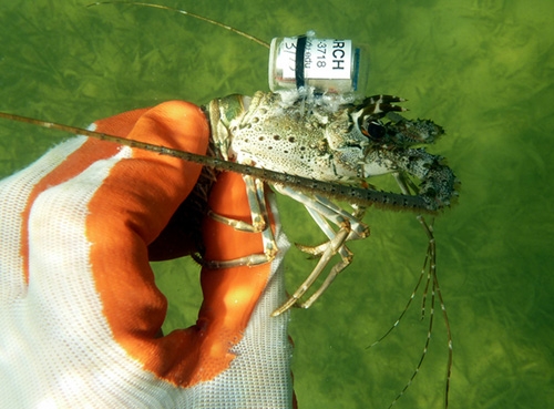 美國Sonotronics公司魚類定位系統